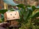 canon, amazon, danbo, small, nature, tree, friends, leaves, green, german, rain, sun, spring, grass, light, environment, day